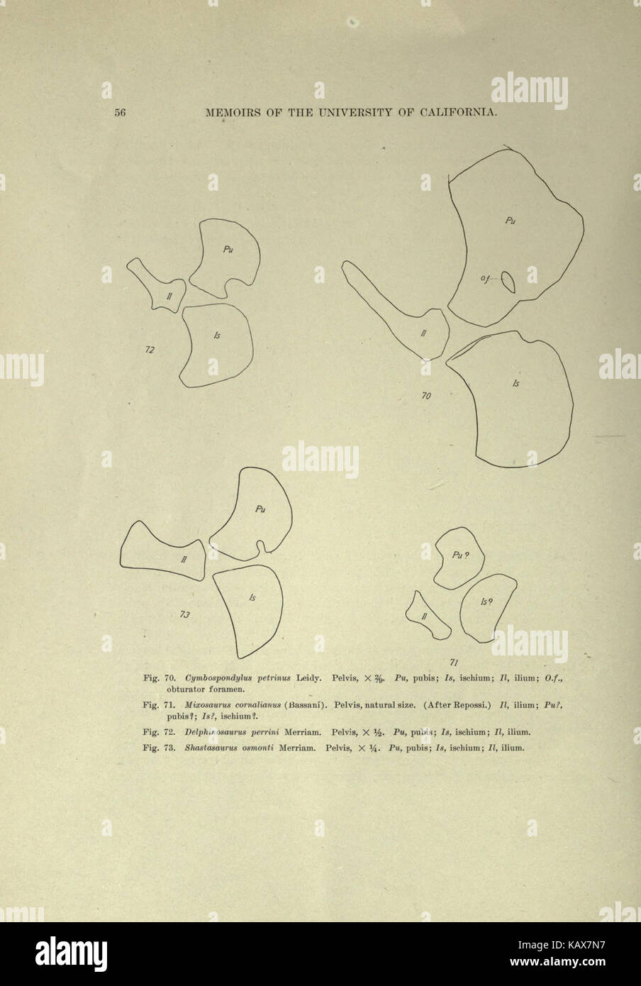 Trias Ichthyosauria (Seite 56) BHL 18292976 Stockfoto