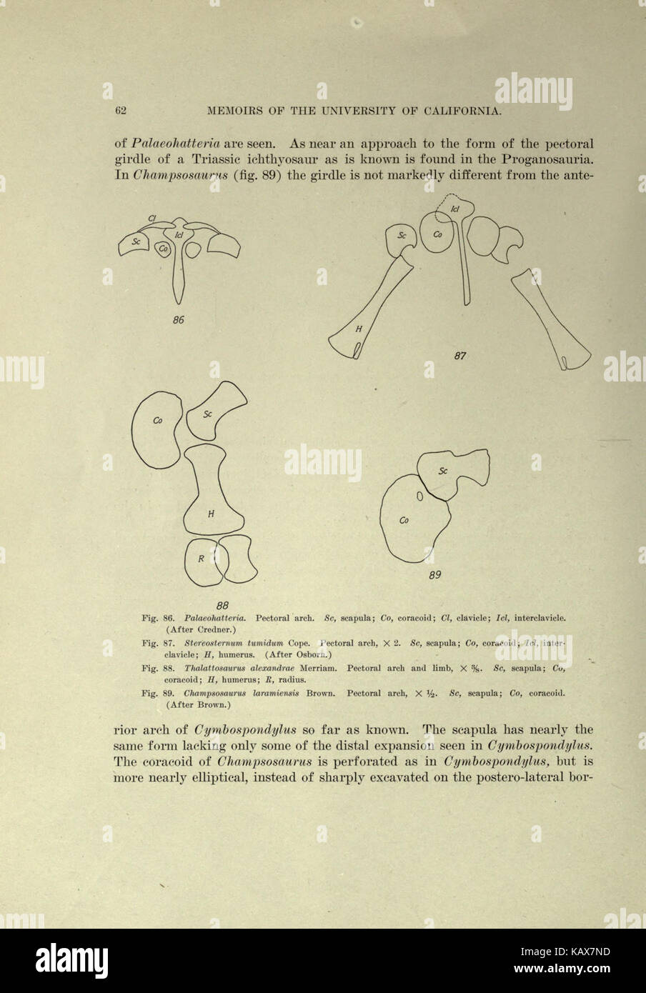 Eine Illustration aus der Triaszeit, die Ichthyosauria zeigt, eine Gruppe von Meeresreptilien, die während der mesozoischen Ära lebten. Das Bild hebt die Besonderheiten dieser prähistorischen Kreaturen hervor. Stockfoto