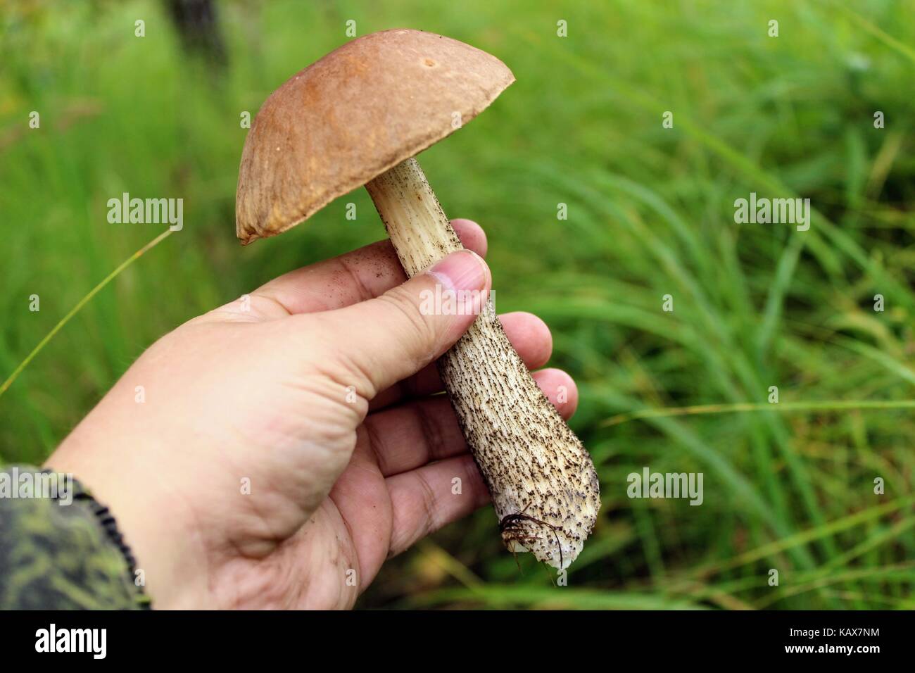 Essbare Pilze (Birke bolete) in der menschlichen Hand auf dem Hintergrund des grünen Sträuchern. Stockfoto
