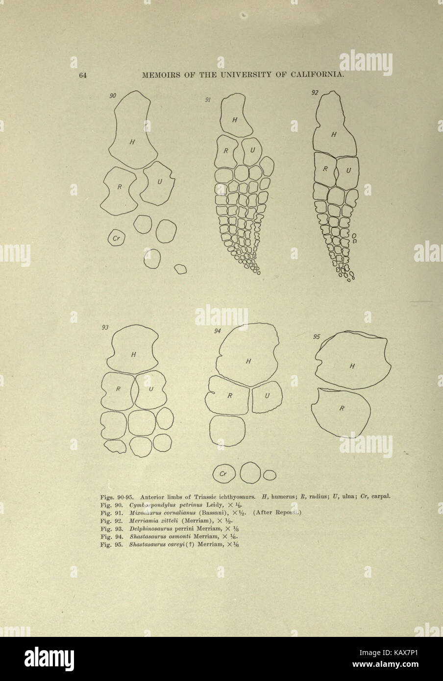 Trias Ichthyosauria (Seite 64) BHL 18292984 Stockfoto