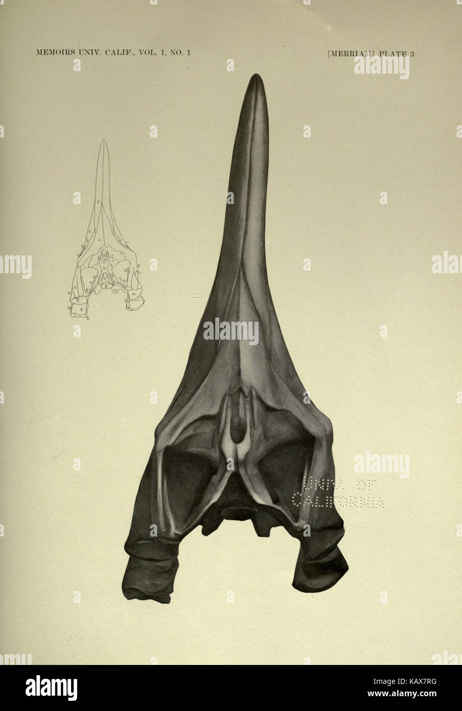 Trias Ichthyosauria BHL 18293089 Stockfoto