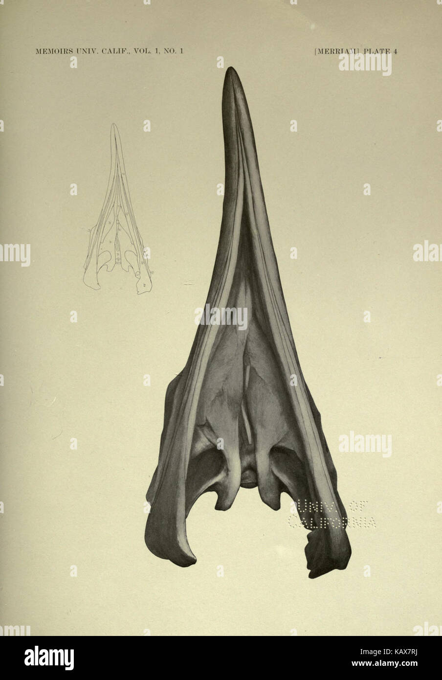 Trias Ichthyosauria BHL 18293093 Stockfoto