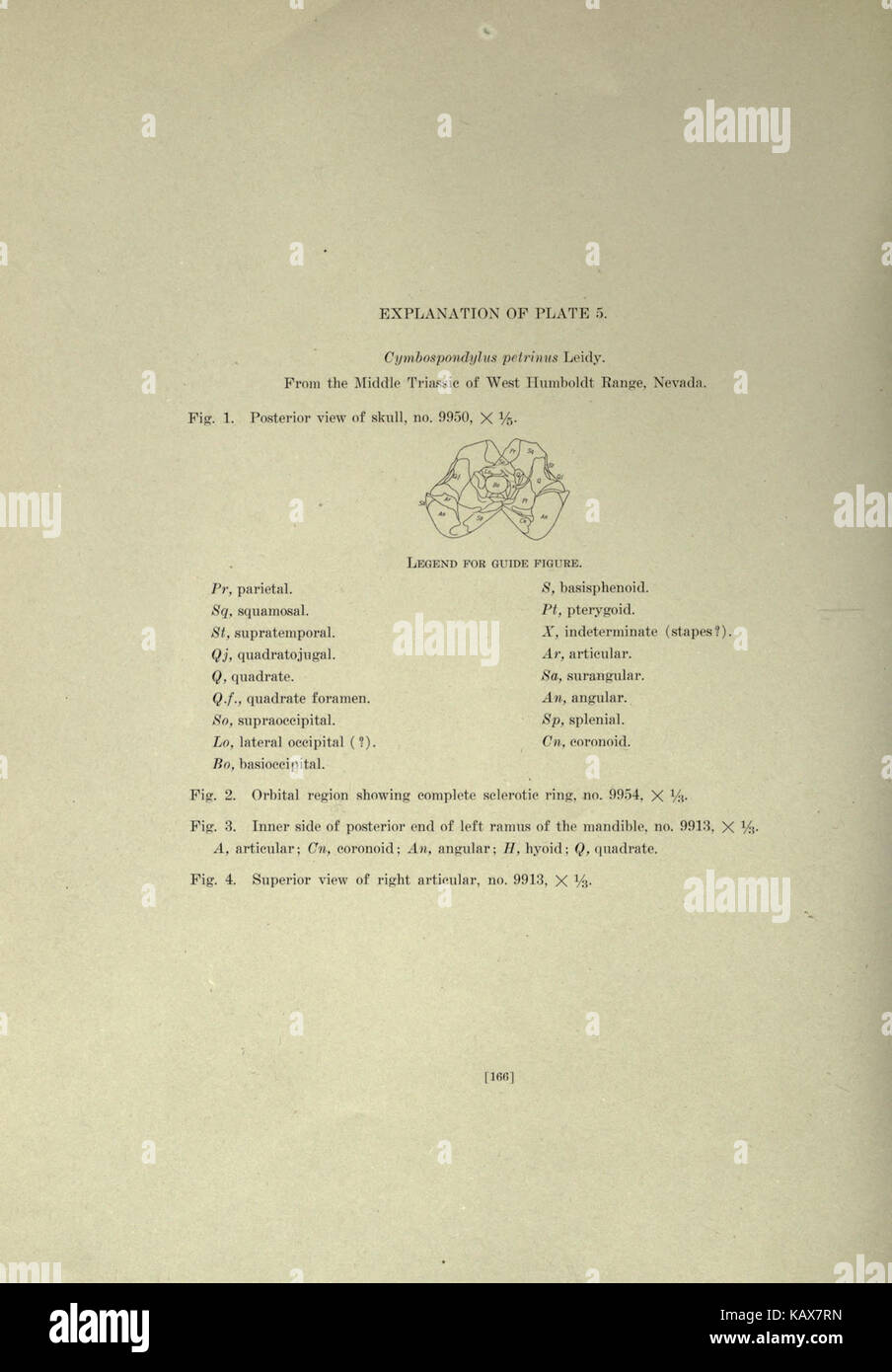 Trias Ichthyosauria (Seite 166) BHL 18293096 Stockfoto