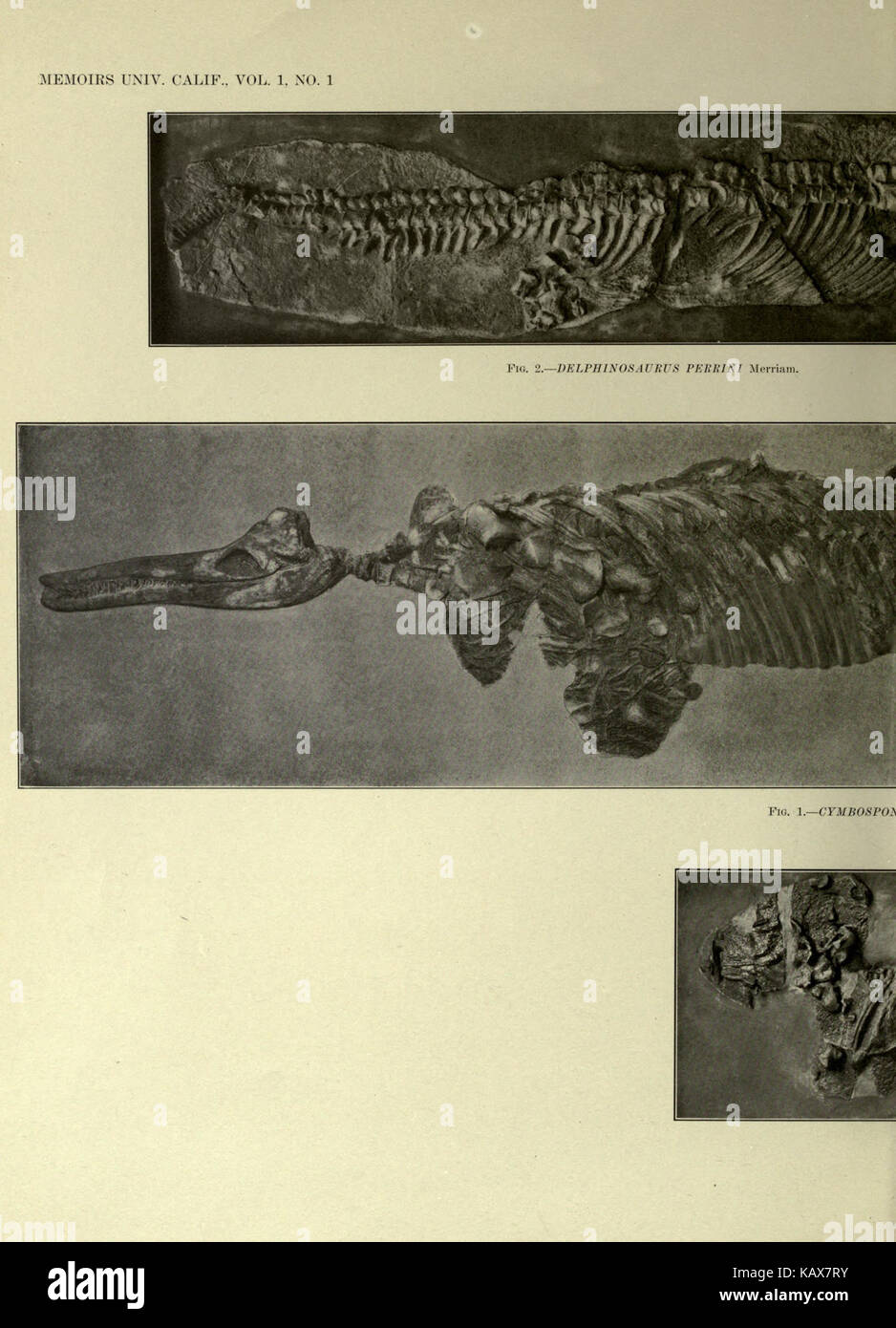 Trias Ichthyosauria BHL 18293106 Stockfoto