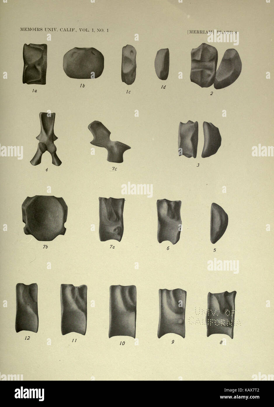 Trias Ichthyosauria BHL 18293111 Stockfoto