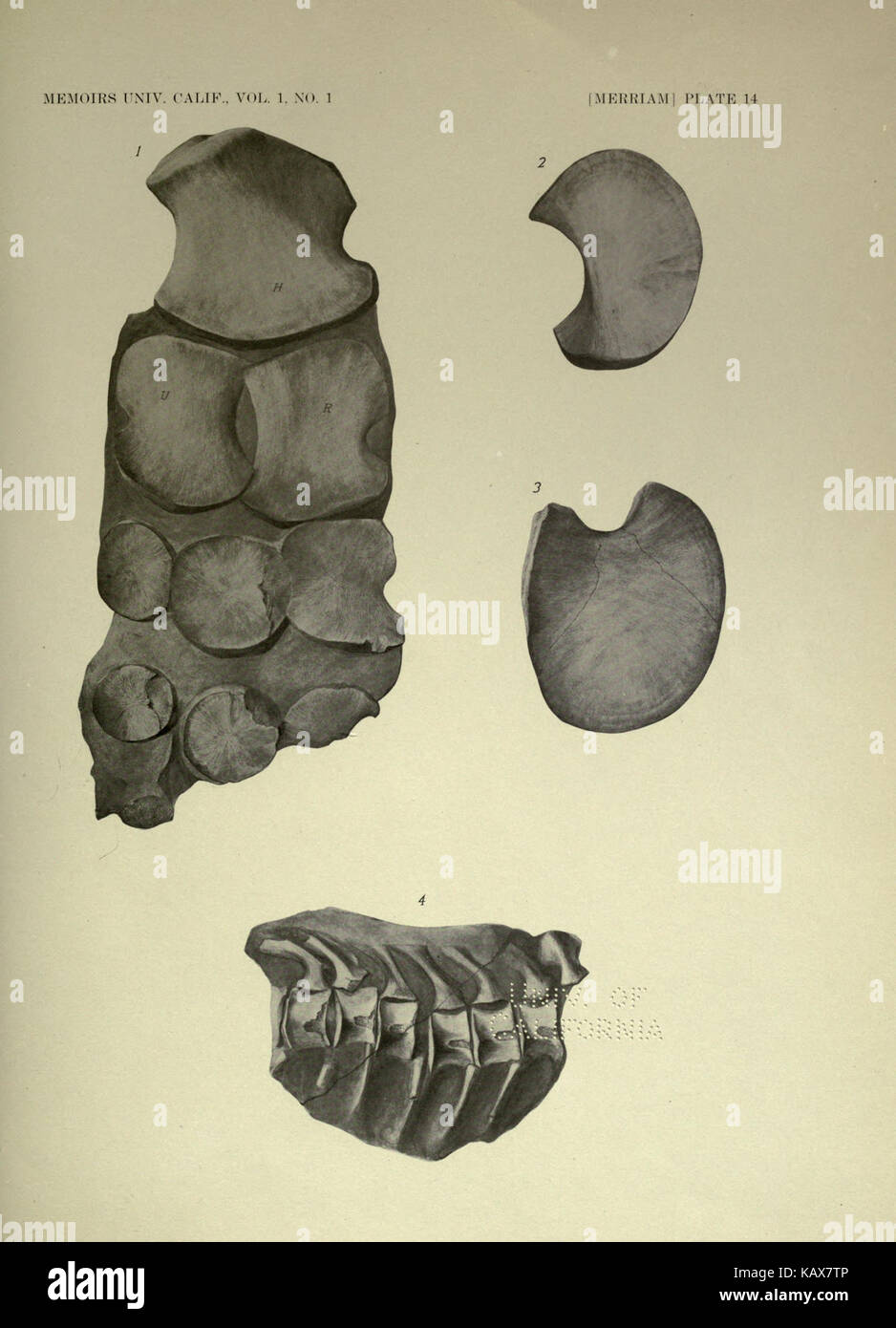 Trias Ichthyosauria BHL 18293135 Stockfoto