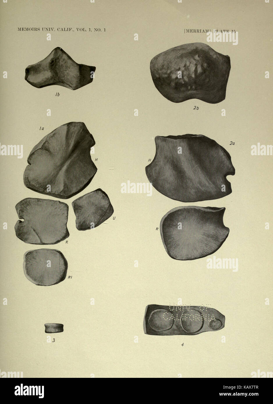 Trias Ichthyosauria BHL 18293139 Stockfoto