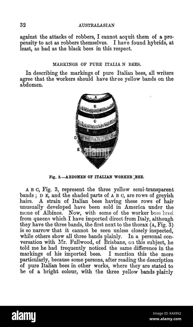 Die illustrierte Australasian biene Handbuch und vollständige Anleitung für moderne Biene Kultur in der südlichen Hemisphäre BHL 38562713 Stockfoto