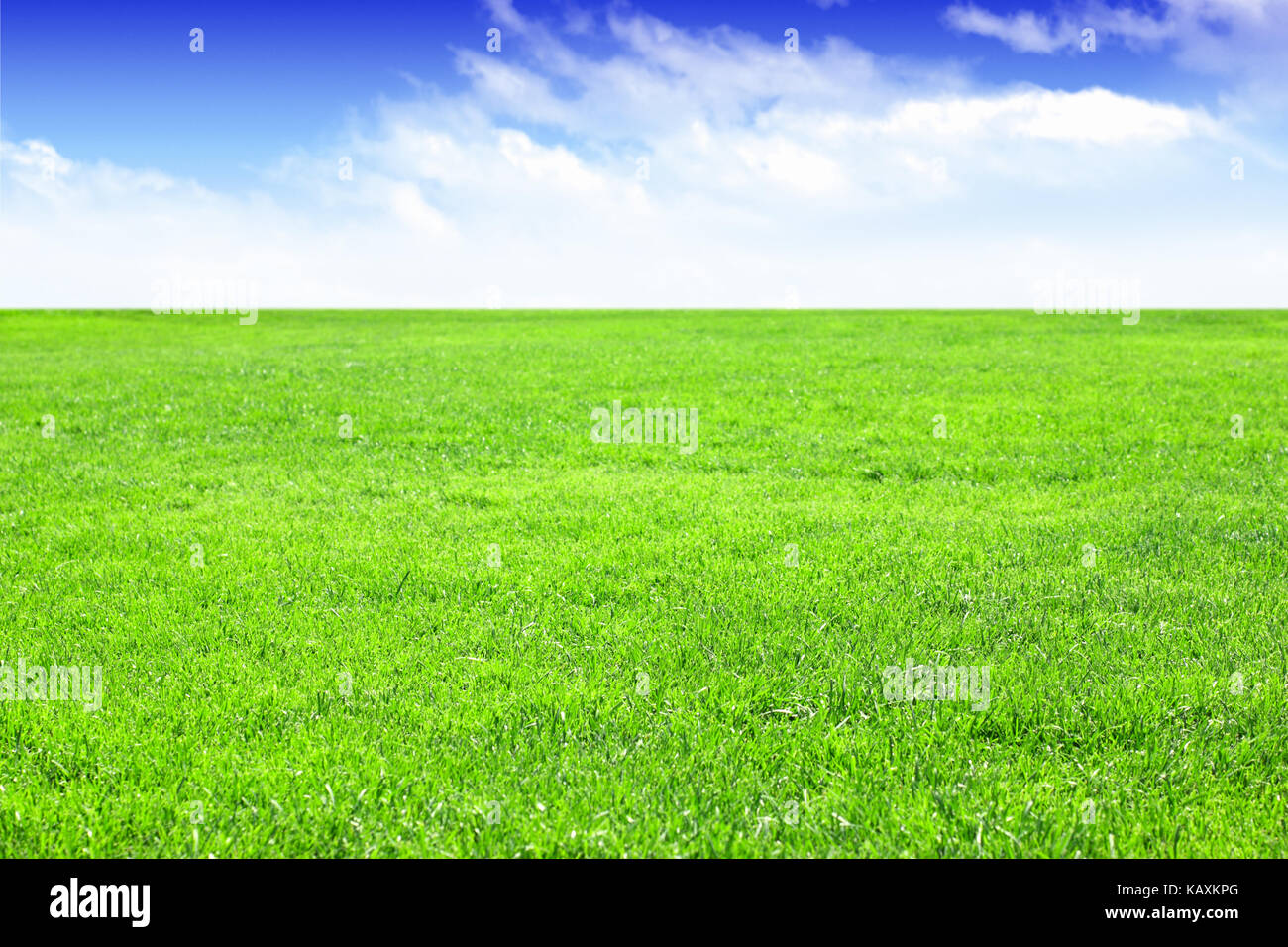 Leere Rasenfläche als Hintergrund Stockfoto