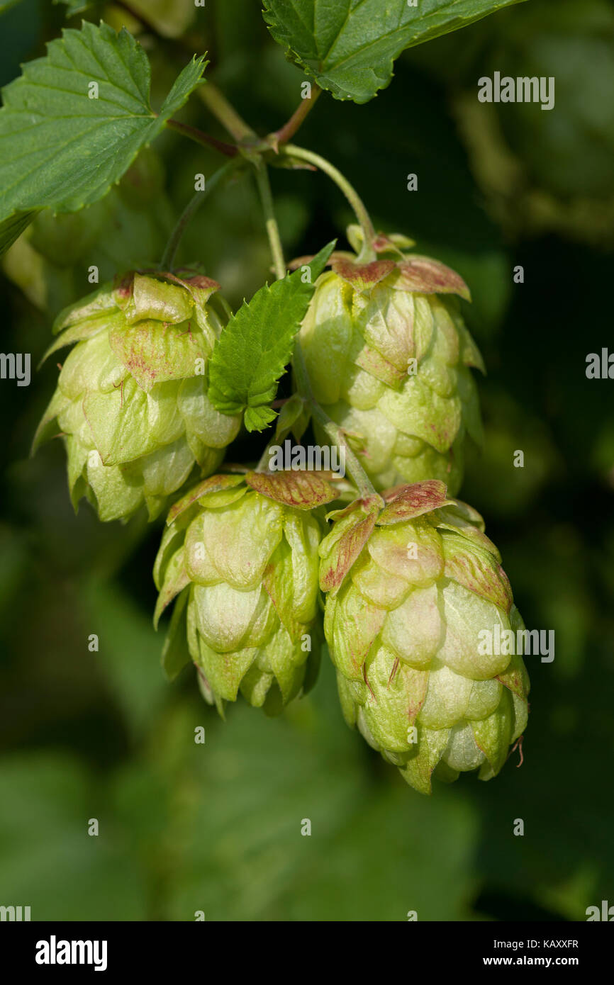 Zweig des Hopfen Nahaufnahme Stockfoto