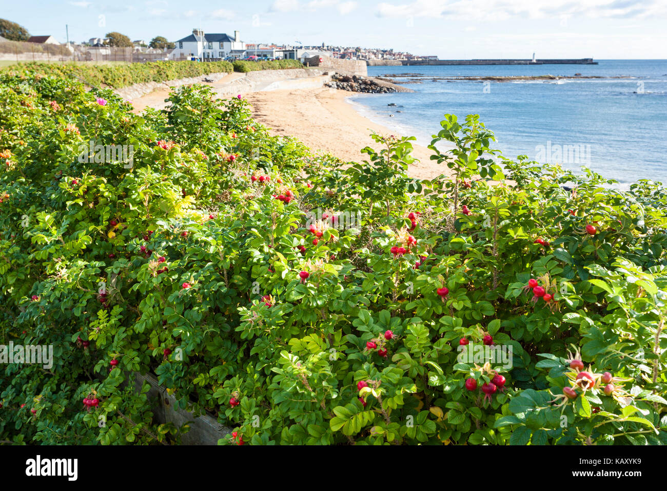 Rosa rugosa Rosen bilden ein attraktives Hedge-fonds an der Küste von Fife, Schottland Anstruther, Großbritannien Stockfoto