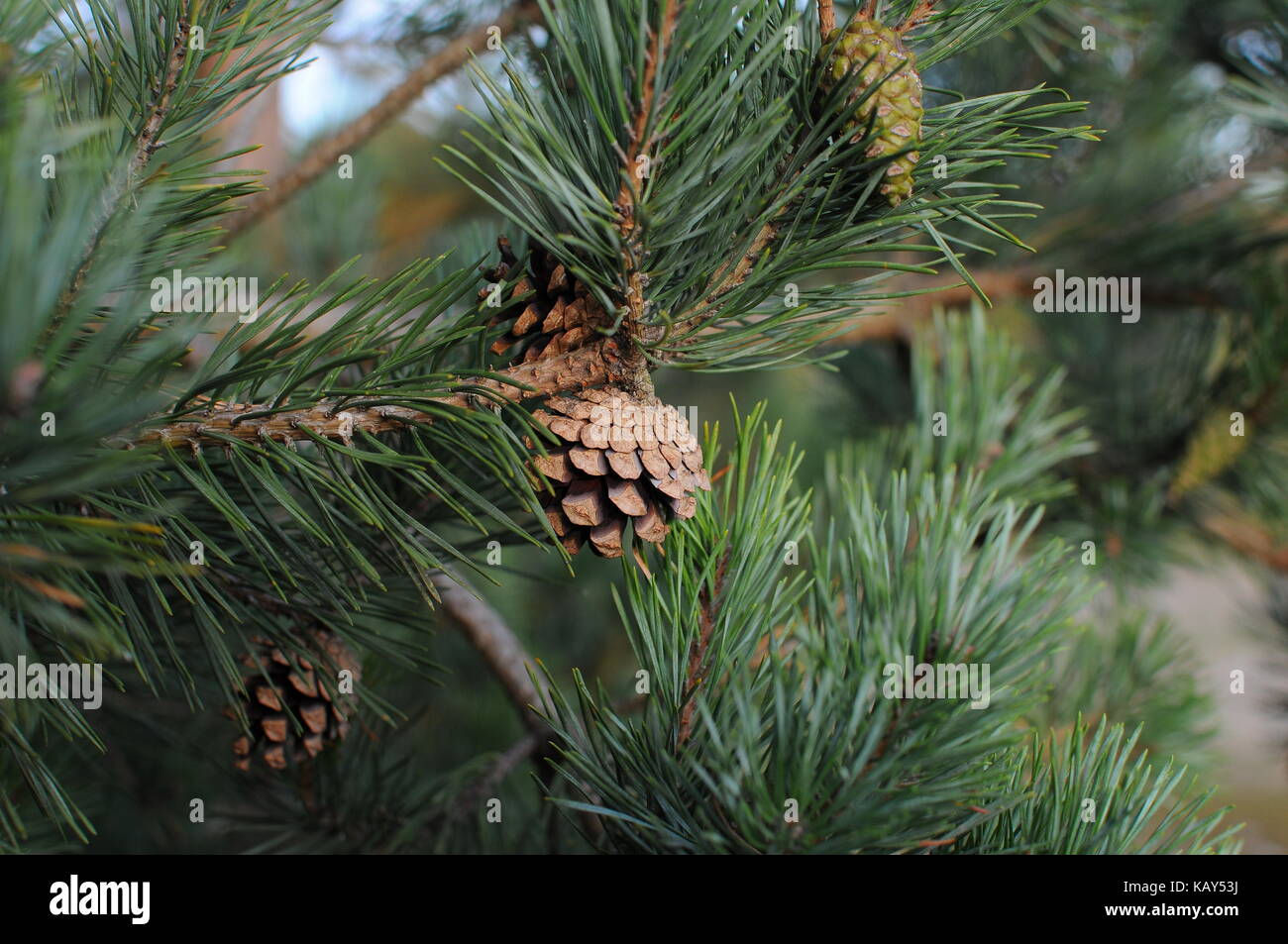Pinecone Baum Stockfoto