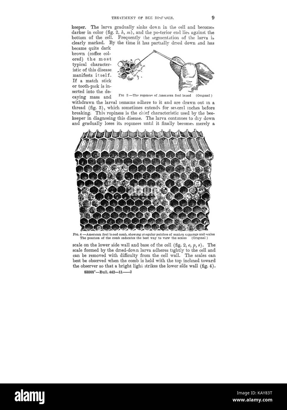 Die Behandlung von Bienenkrankheiten (Seite 9) BHL 42459331 Stockfoto