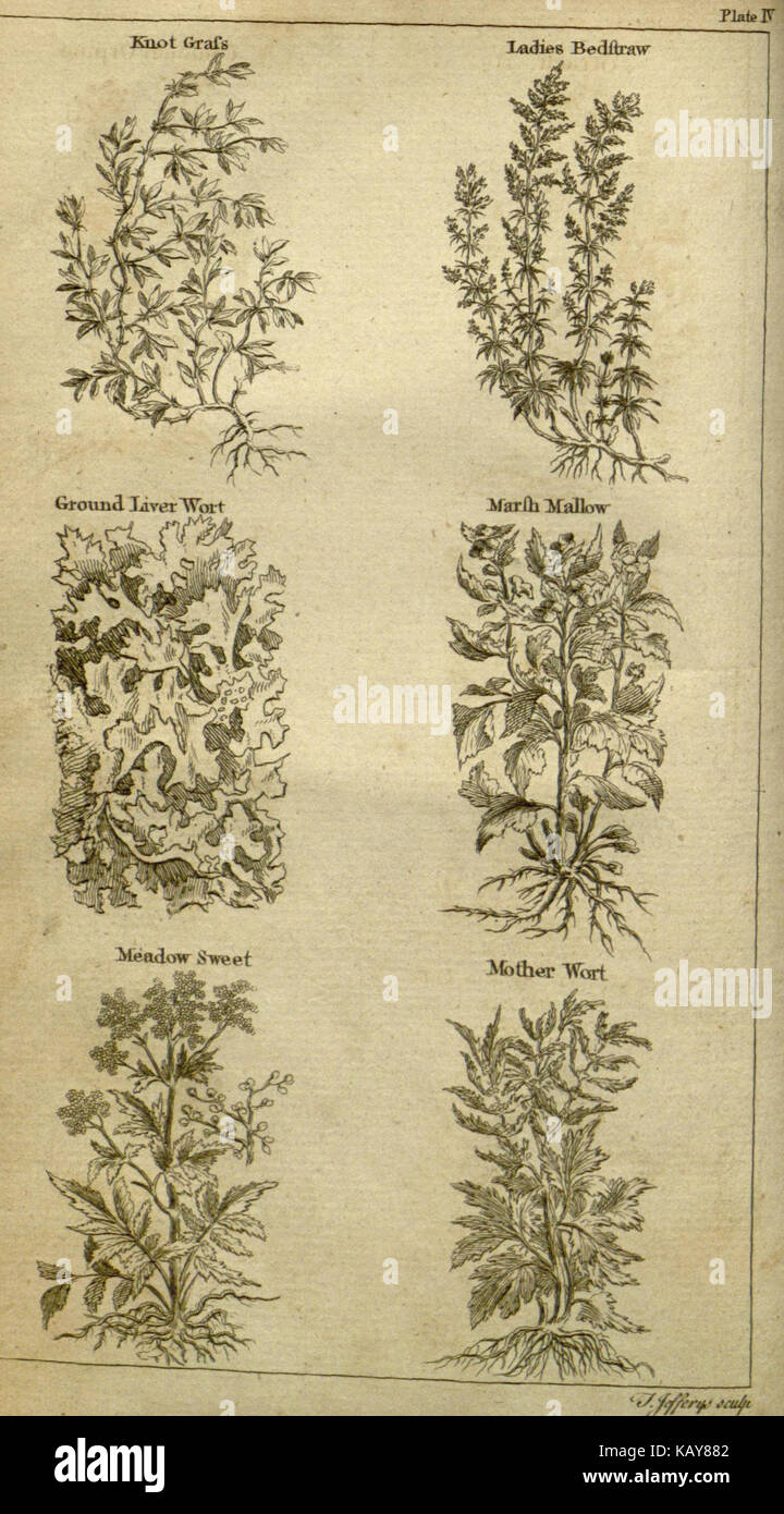Die nützlichen Familie Kräuter-, oder ein Konto für alle, die Englisch  Pflanzen, die sich durch ihre Tugenden (Platte IV) BHL 10164520 sind  Stockfotografie - Alamy