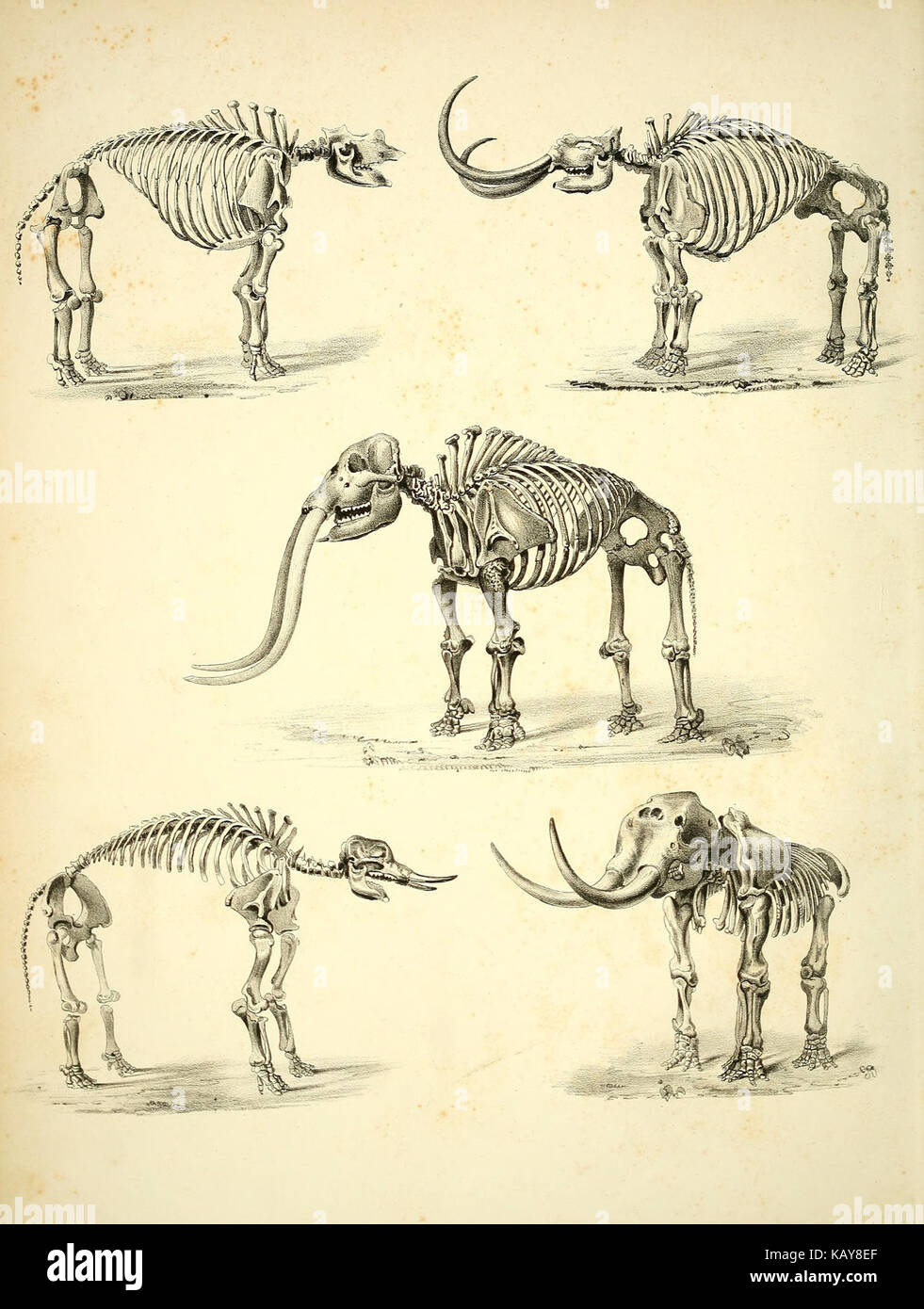 Das mastodon giganteus von Nordamerika (Platte I) BHL 40681279 Stockfoto