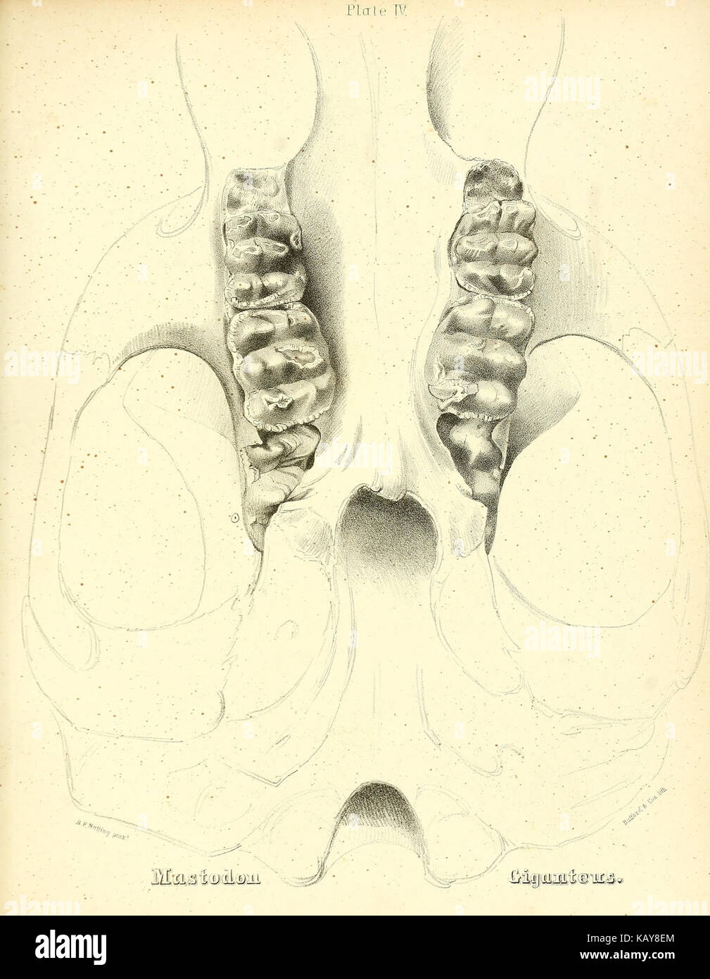 Das mastodon giganteus von Nordamerika (Platte IV) BHL 40681462 Stockfoto