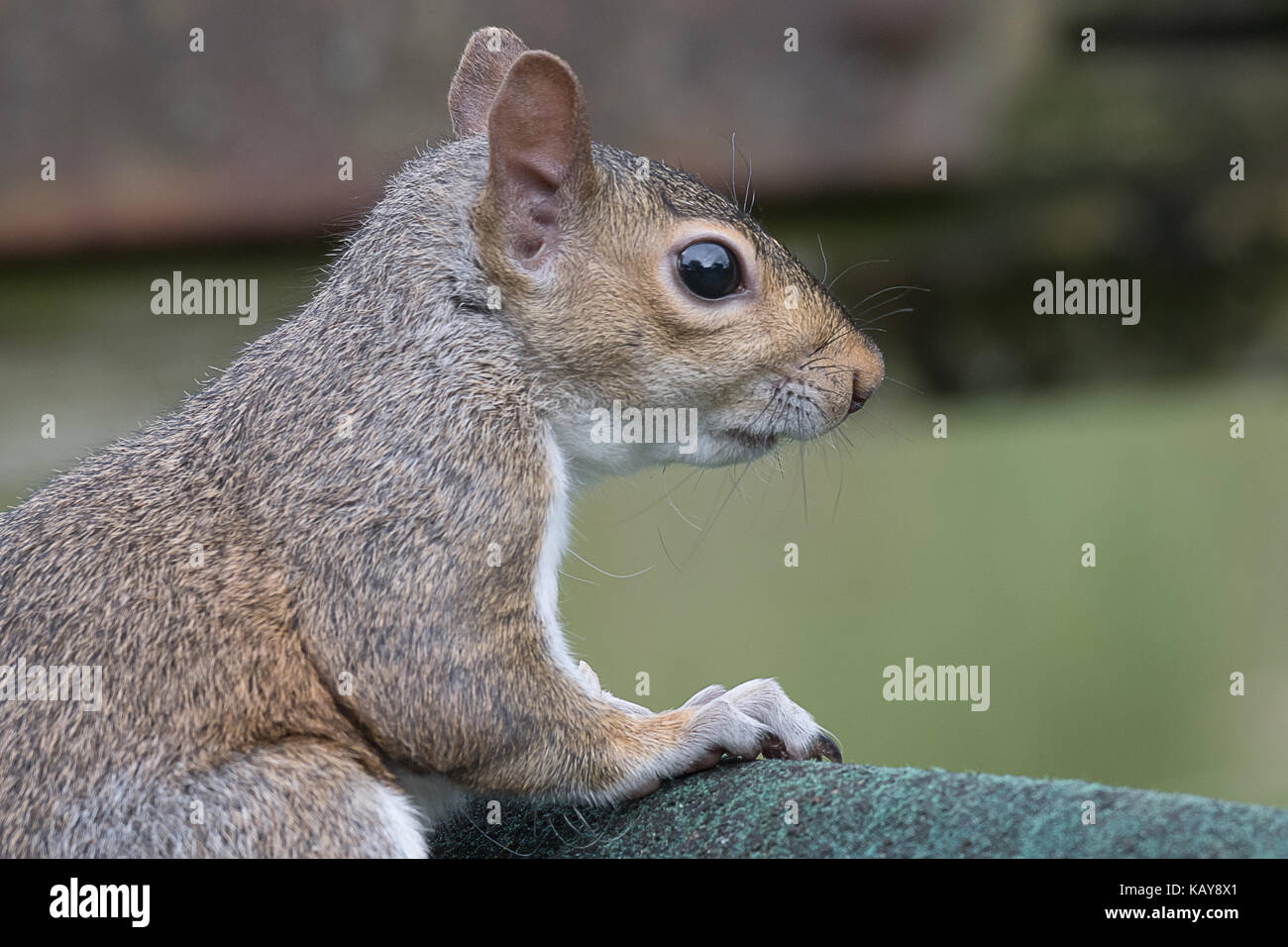 Close Up Side View Profile Portrait von ein graues Eichhörnchen auf der Suche nach rechts Stockfoto