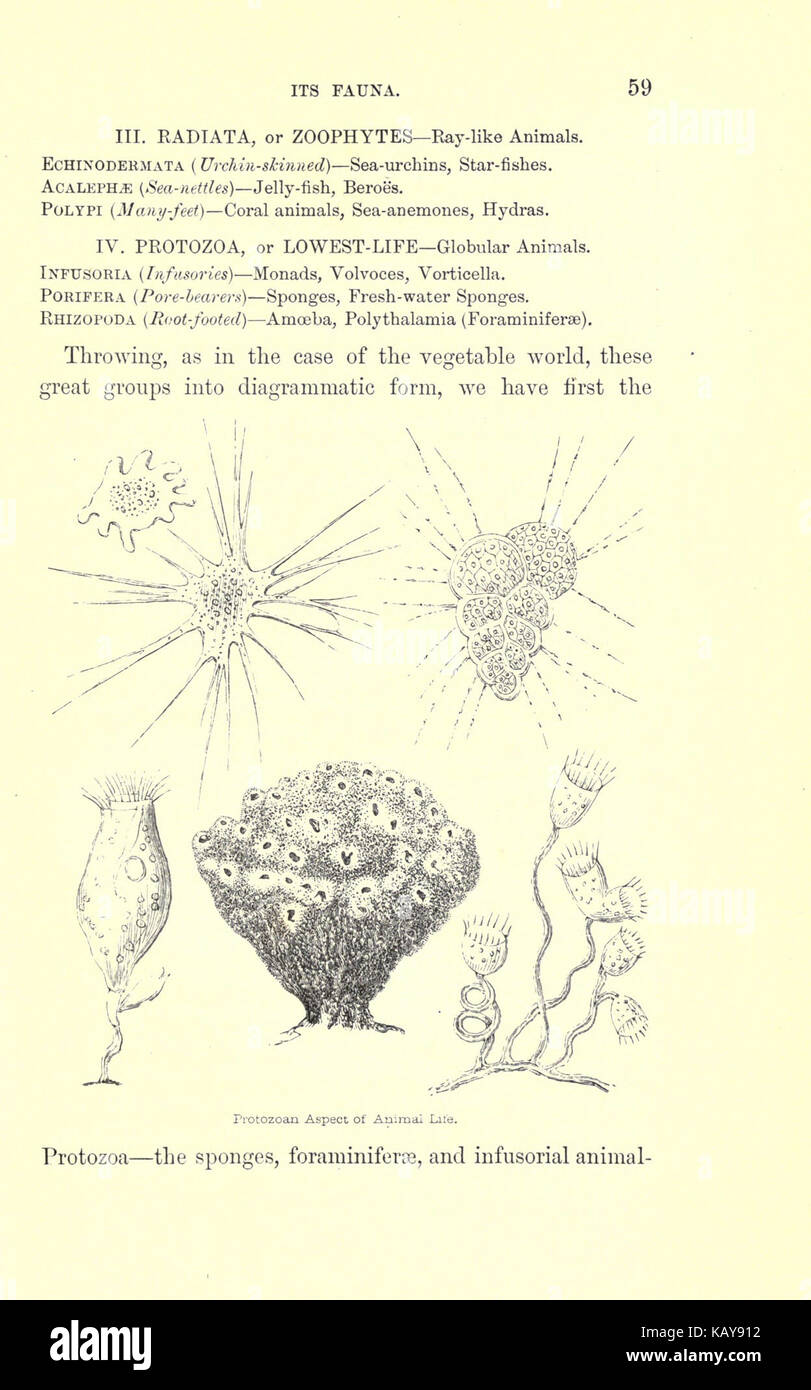 Die Vergangenheit und die Gegenwart der Kugel (Seite 59) BHL 17902251 Stockfoto