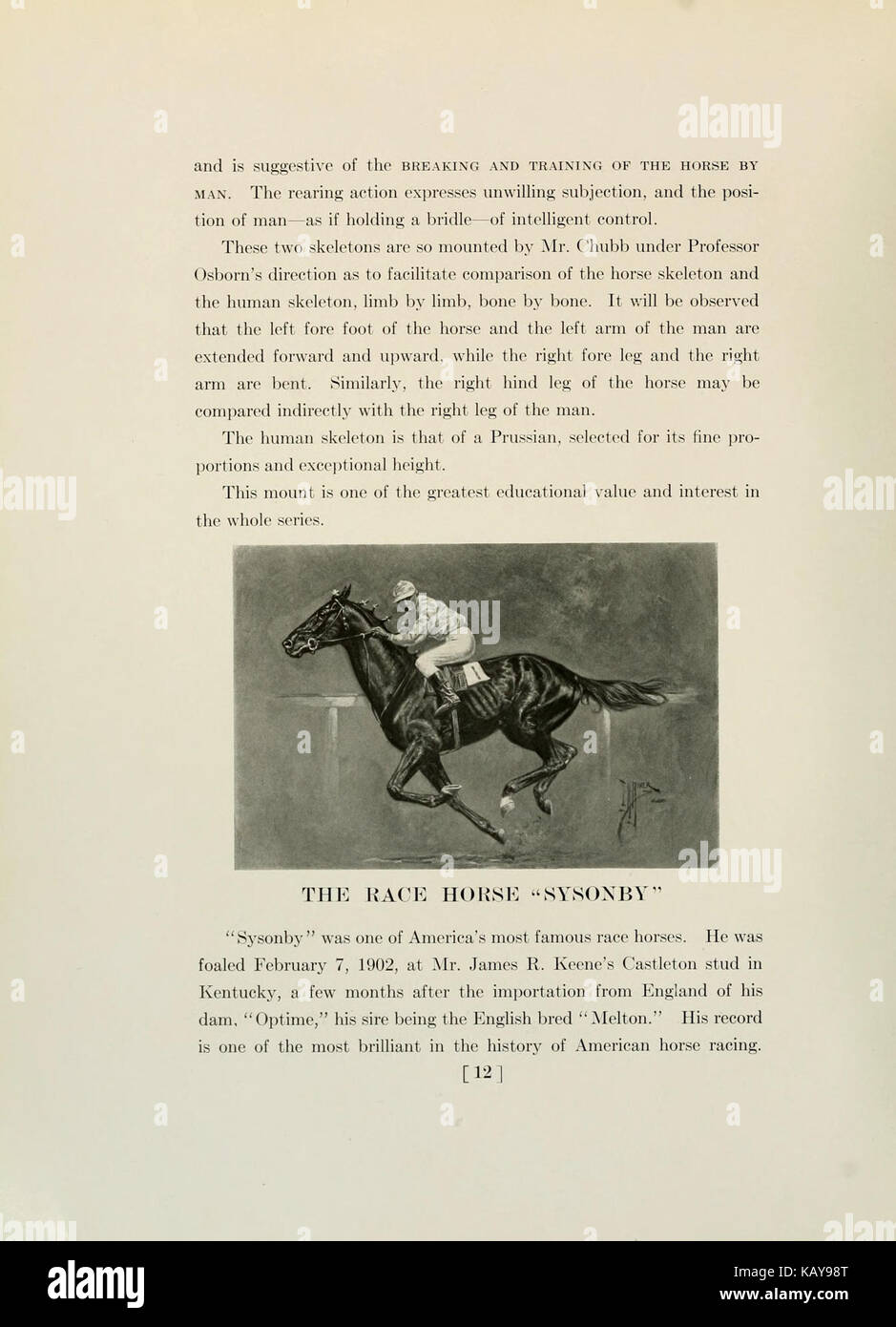 Das Pferd, Vergangenheit und Gegenwart, in der das Amerikanische Museum der Naturgeschichte und in den Tierpark (Seite 12) BHL 9388115 Stockfoto