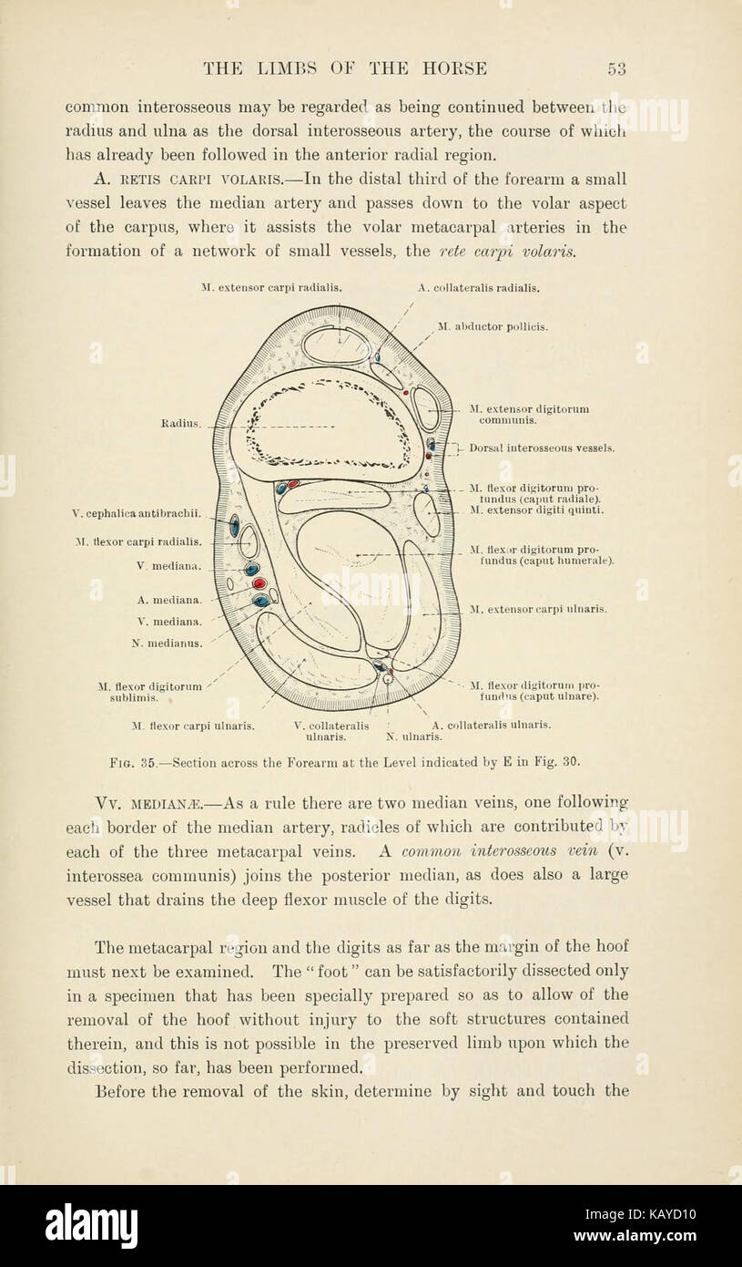 Diese Seite aus „die topographische Anatomie der Gliedmaßen des Pferdes“ enthält detaillierte anatomische Diagramme, die sich auf die Struktur und Funktionalität der Gliedmaßen des Pferdes konzentrieren. Stockfoto
