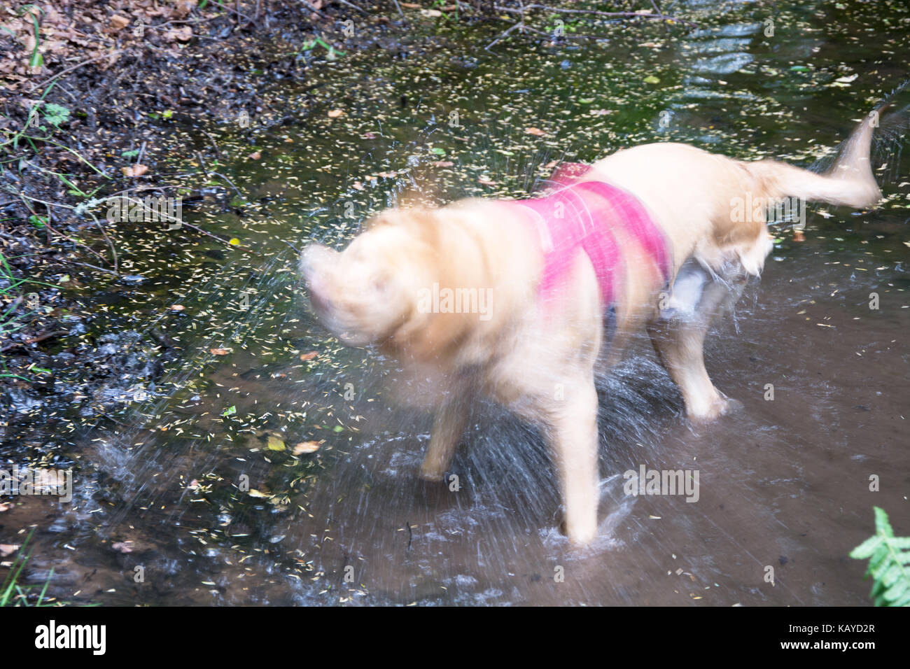 Dreibeinigem Hund schütteln Wasser schwimmen Stockfoto