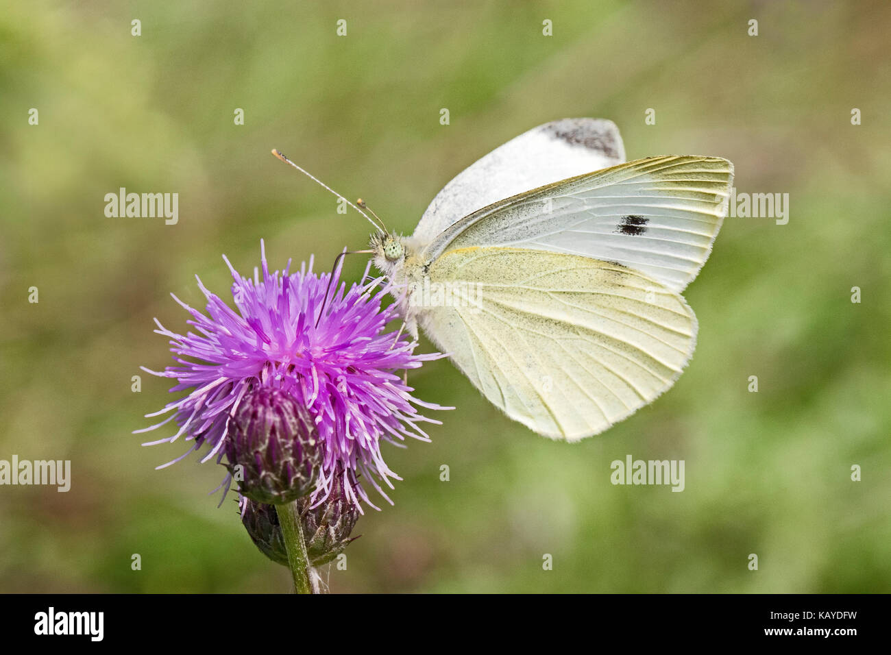 Weibliche Kleine weiße Fütterung auf creeping Thistle Stockfoto