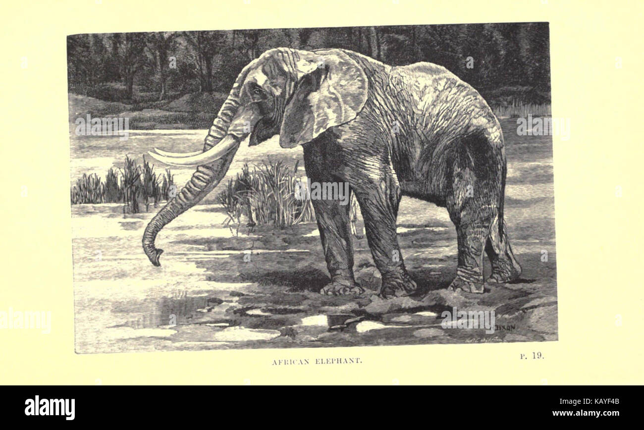 Wilde Tiere und ihre Art und Weise (Platte 2) (6505680261) Stockfoto