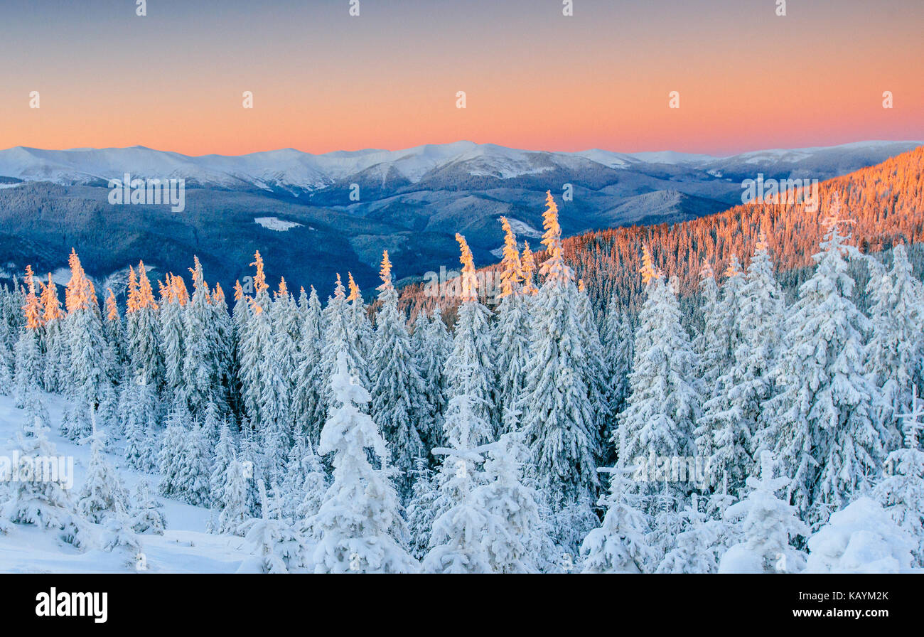 Geheimnisvolle Winterlandschaft majestätische Berge im Winter. Magischen winter schnee Baum. Winter in den Bergen. In Vorfreude auf den Urlaub. Dramatische winterliche Szene. Karpaten. Die Ukraine Stockfoto