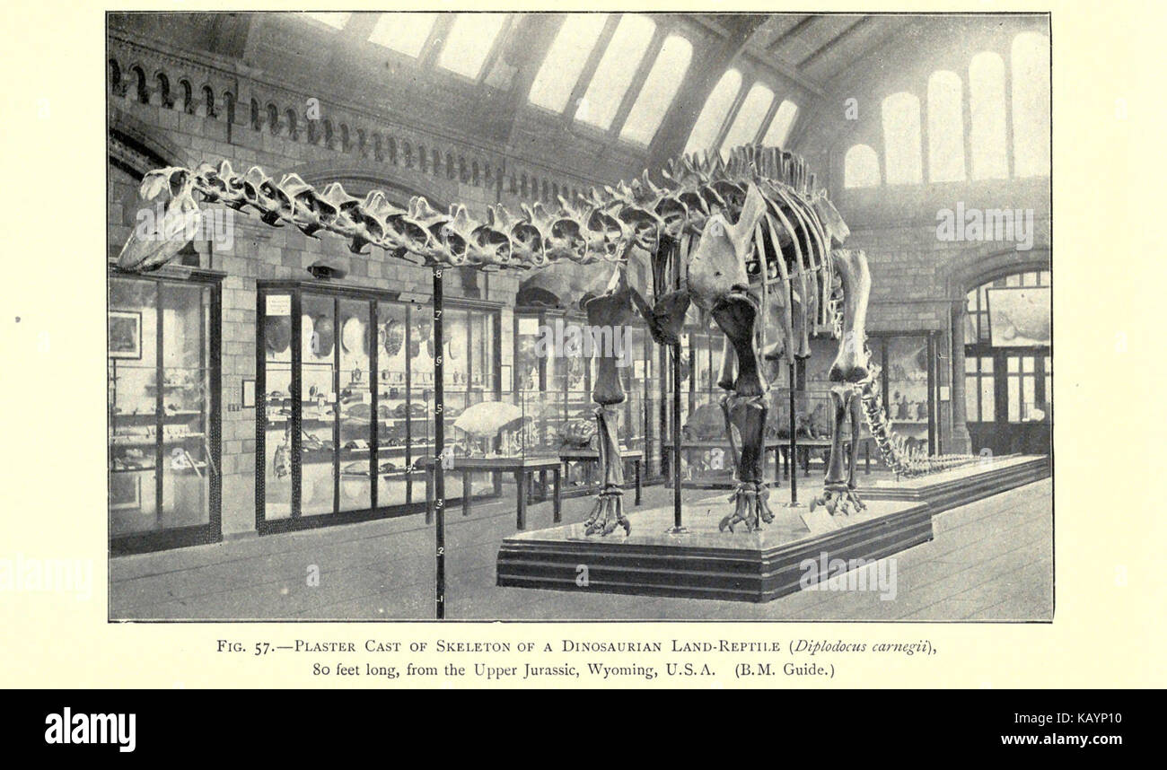 Die Welt des Lebens BHL 21737579 Stockfoto