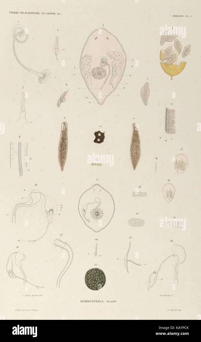 Turbellaria Boeck bezeichnet eine Art von freilebenden Plattwurmarten innerhalb der Turbellaria-Klasse, die für biologische Untersuchungen aquatischer Ökosysteme und wirbelloser Tiere wichtig ist. Stockfoto