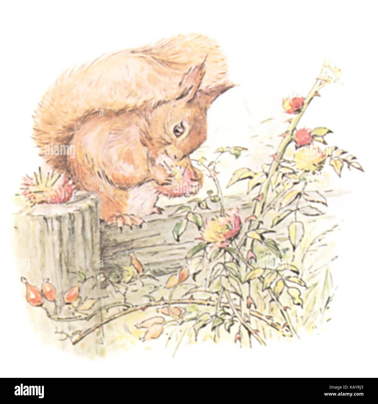 Diese Illustration aus „der Schwanz des Eichhörnchens Nutkin“ von Beatrix Potter zeigt den legendären Moment in der Geschichte, mit Nutkin und seinen schelmischen Mätzchen. Es ist eine beliebte Seite aus dem klassischen Kinderbuch, das erstmals 1903 veröffentlicht wurde. Stockfoto