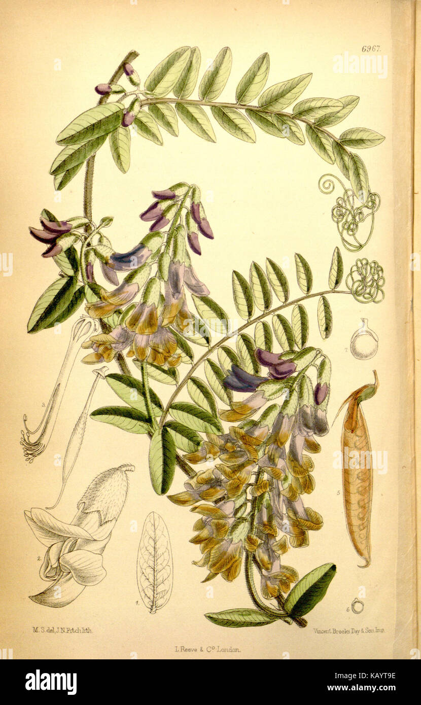 Eine botanische Illustration von Vicia dennesiana, einer seltenen Hülsenfrüchtesorte aus dem Jahr 1887, veröffentlicht in Curtis's Botanical Magazine, Serie 3, Nr. 43, Platte 6967. Stockfoto