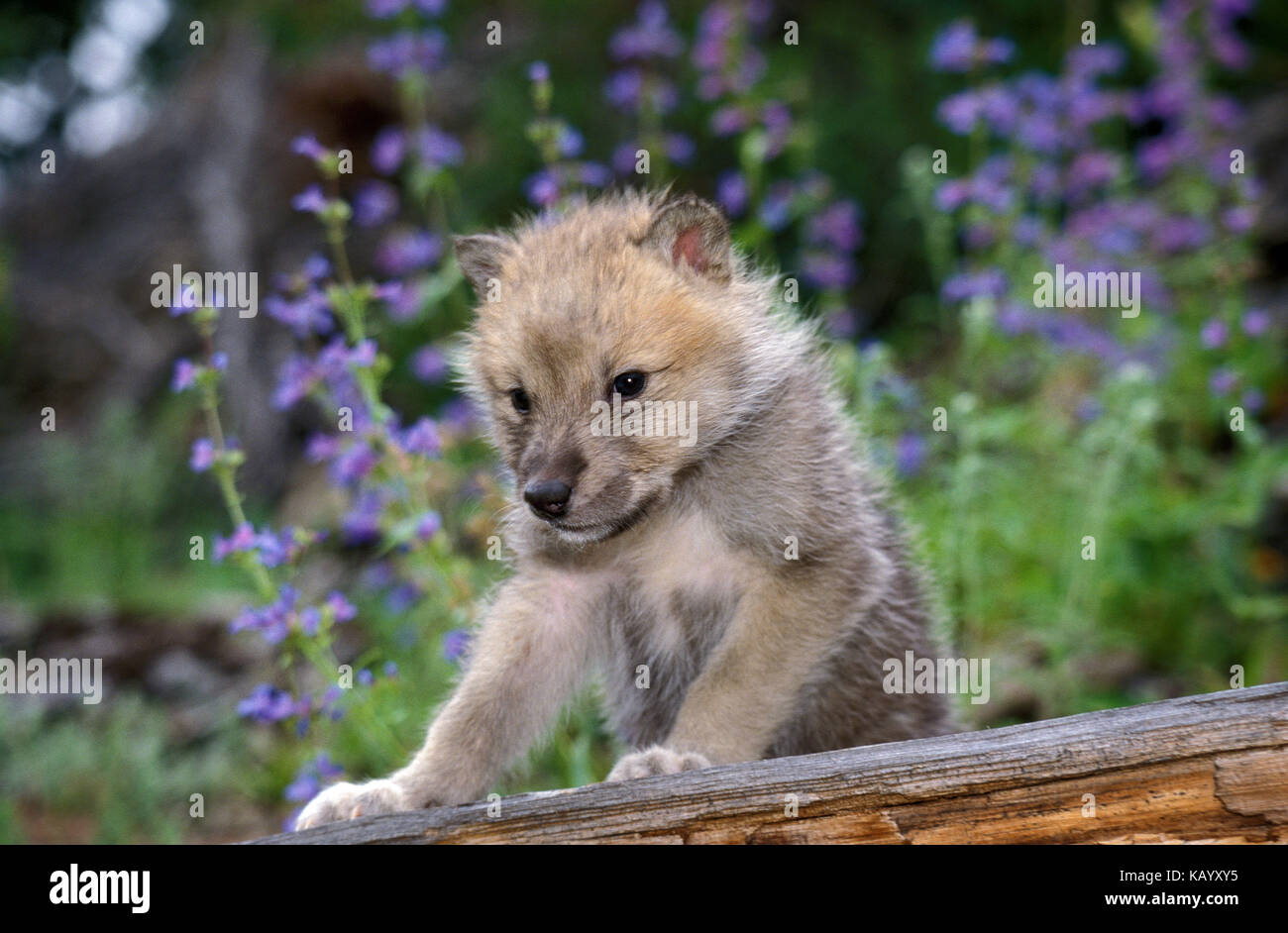 Polar Wolf, Canis lupus Tundra, junge Tier, Amtsleitung, Blumen im Hintergrund, Stockfoto