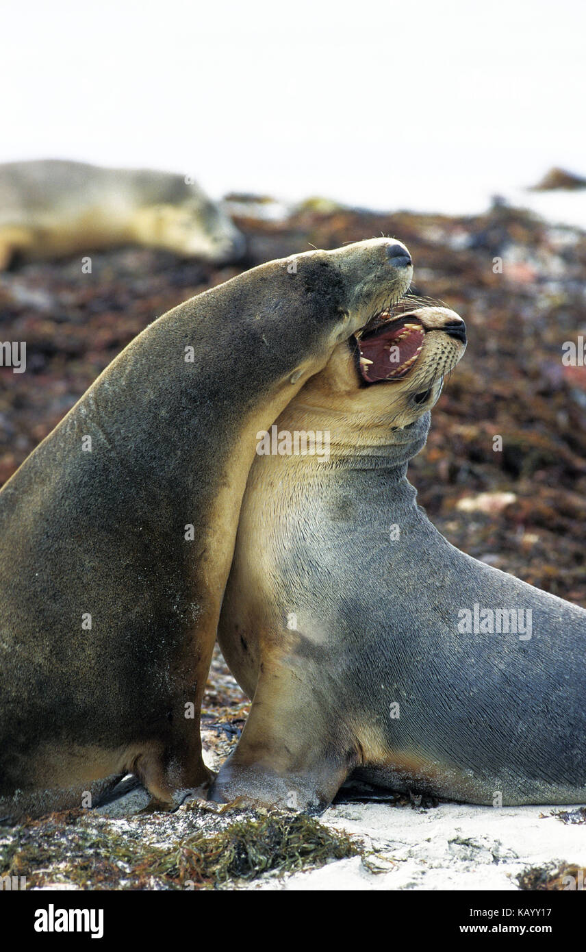 Australische Seelöwen, Neophoca cinerea, zwei weibliche Tiere kämpfen am Strand, Australien, Stockfoto