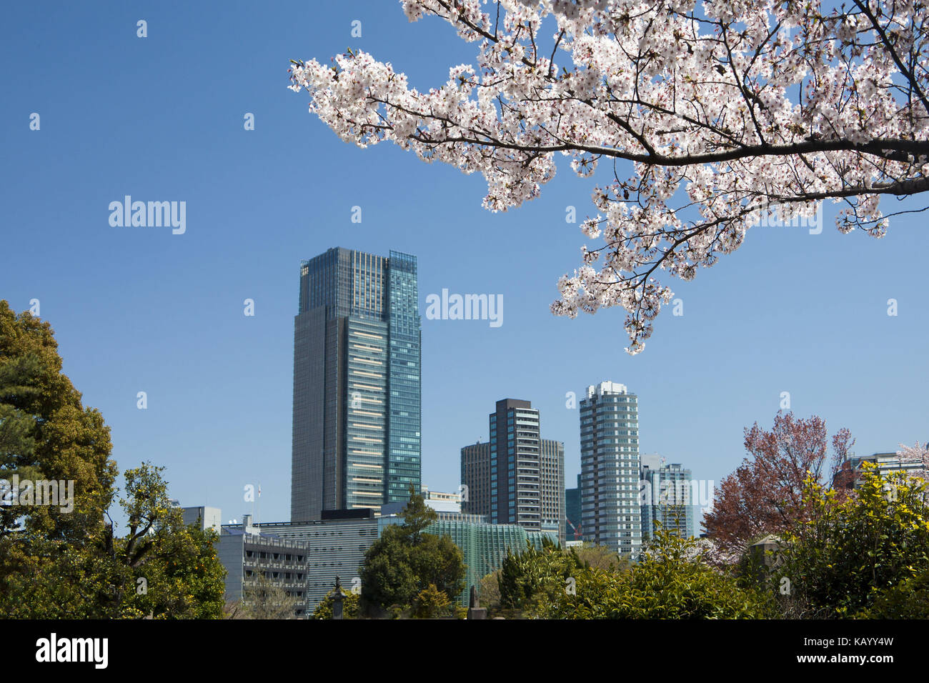 Japan, Tokio, Stadtzentrum, Skyline, Hochhäuser, Kirsche, Blüten, Stockfoto