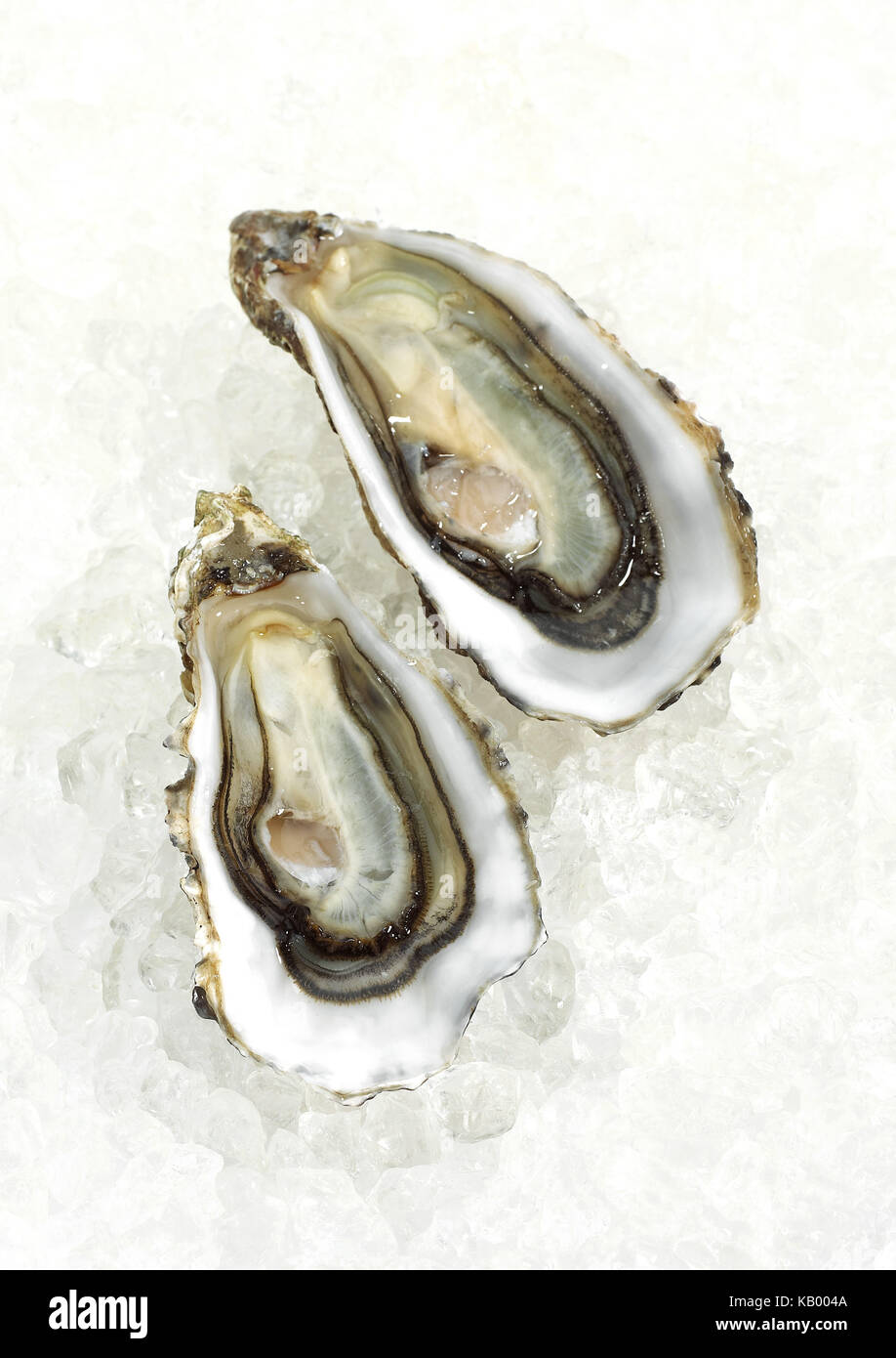 Französische Auster 'Marennes d'Oleron', frische Meeresfrüchte auf Eis, Stockfoto