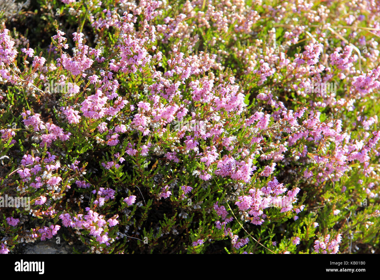 Blühende wilde Blumen, Heidekraut, ericaceae, im Herbst, Stockfoto