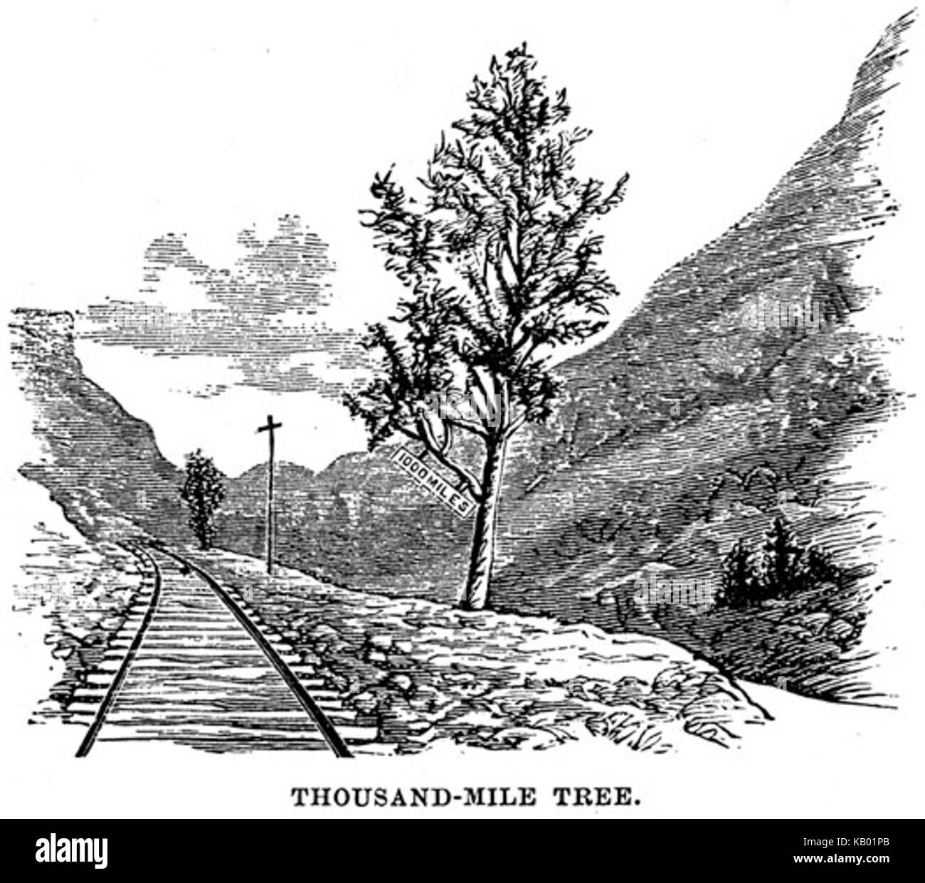 Tausend Kilometer Baum Stockfoto