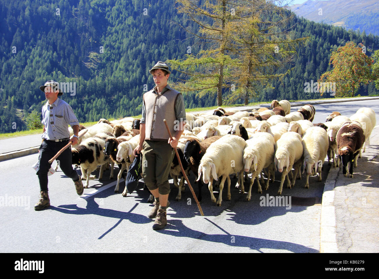 Almabtrieb (im Herbst die Tiere von den Almen ins Tal abfahren), Viehscheid in Jerzens, Pitztal, Tirol, Österreich, Stockfoto