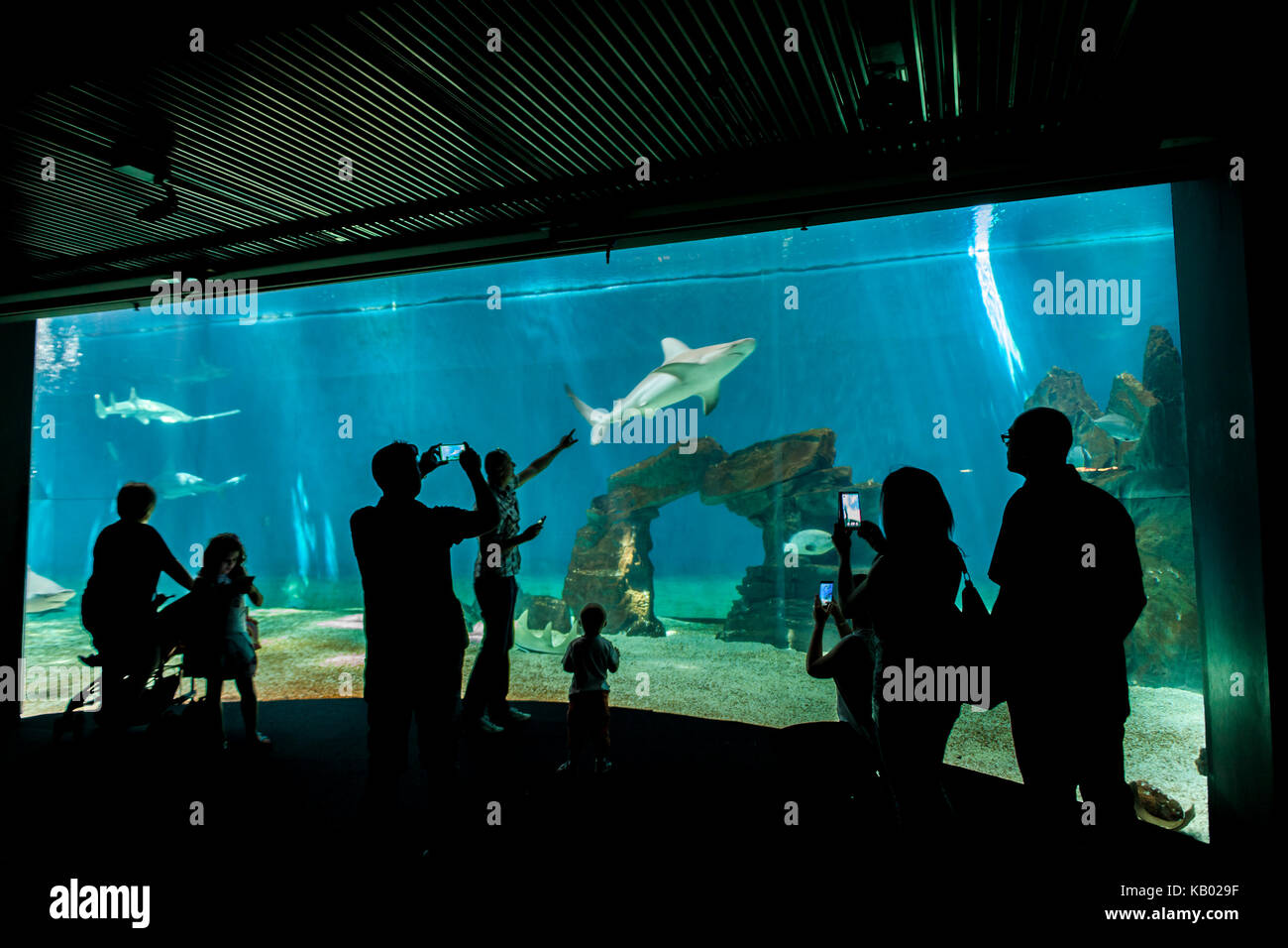 Genua, Italien - Juni 2, 2015: Nicht identifizierte Personen in das Aquarium von Genua. Das Aquarium von Genua ist das größte Aquarium in Italien und zu den größten in der EU Stockfoto