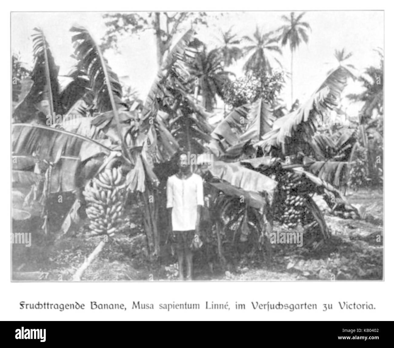 WOHLTMANN(1904) p032 Bananenstaude Im Versuchsgarten Viktoria Stockfoto
