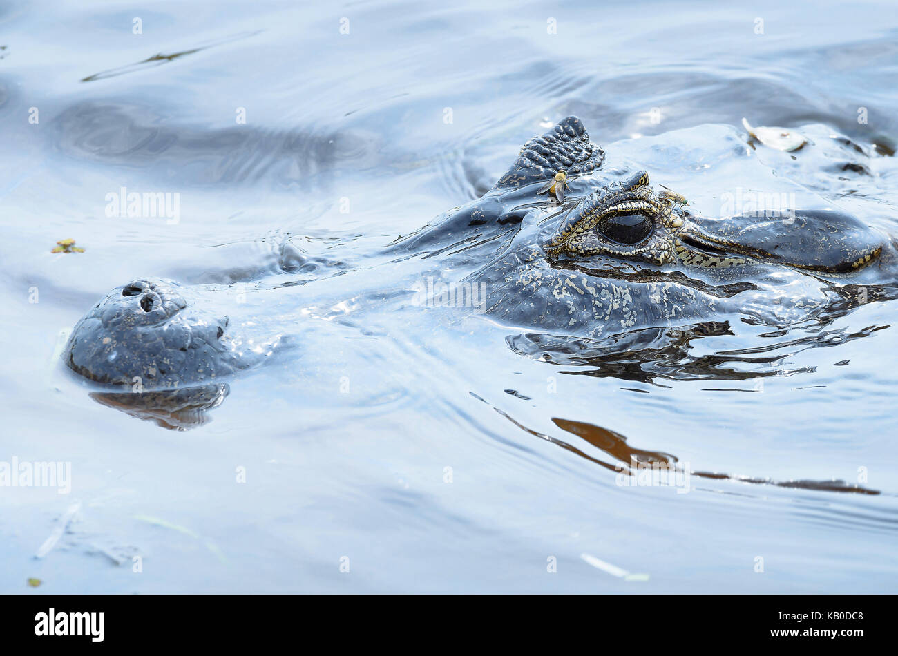 Alligator Schwimmen und schweben auf dem Wasser der Pantanal, Brasilien. Nur mit dem Kopf aus dem Wasser lauert für einige Beute Alligator, Tier Stockfoto