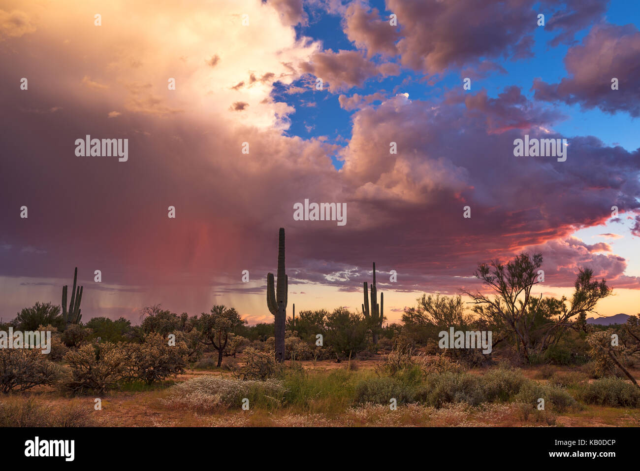 Farbenfrohe Wüstenlandschaft in Arizona bei Sonnenuntergang mit Kakteen und einem Monsunsturm Stockfoto