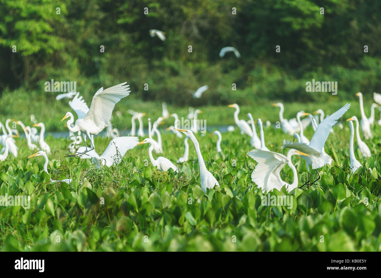 Riesige Gruppe von weiße Reiher über grüne Vegetation eines überfluteten Ebene von aguape im Pantanal, Brasilien. Vogel auch als Garca-Branca-Grande in Brasilien bekannt. Stockfoto