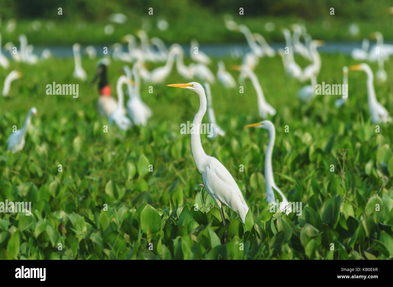 Riesige Gruppe von weiße Reiher über grüne Vegetation eines überfluteten Ebene von aguape im Pantanal, Brasilien. Vogel auch als Garca-Branca-Grande in Brasilien bekannt. Stockfoto