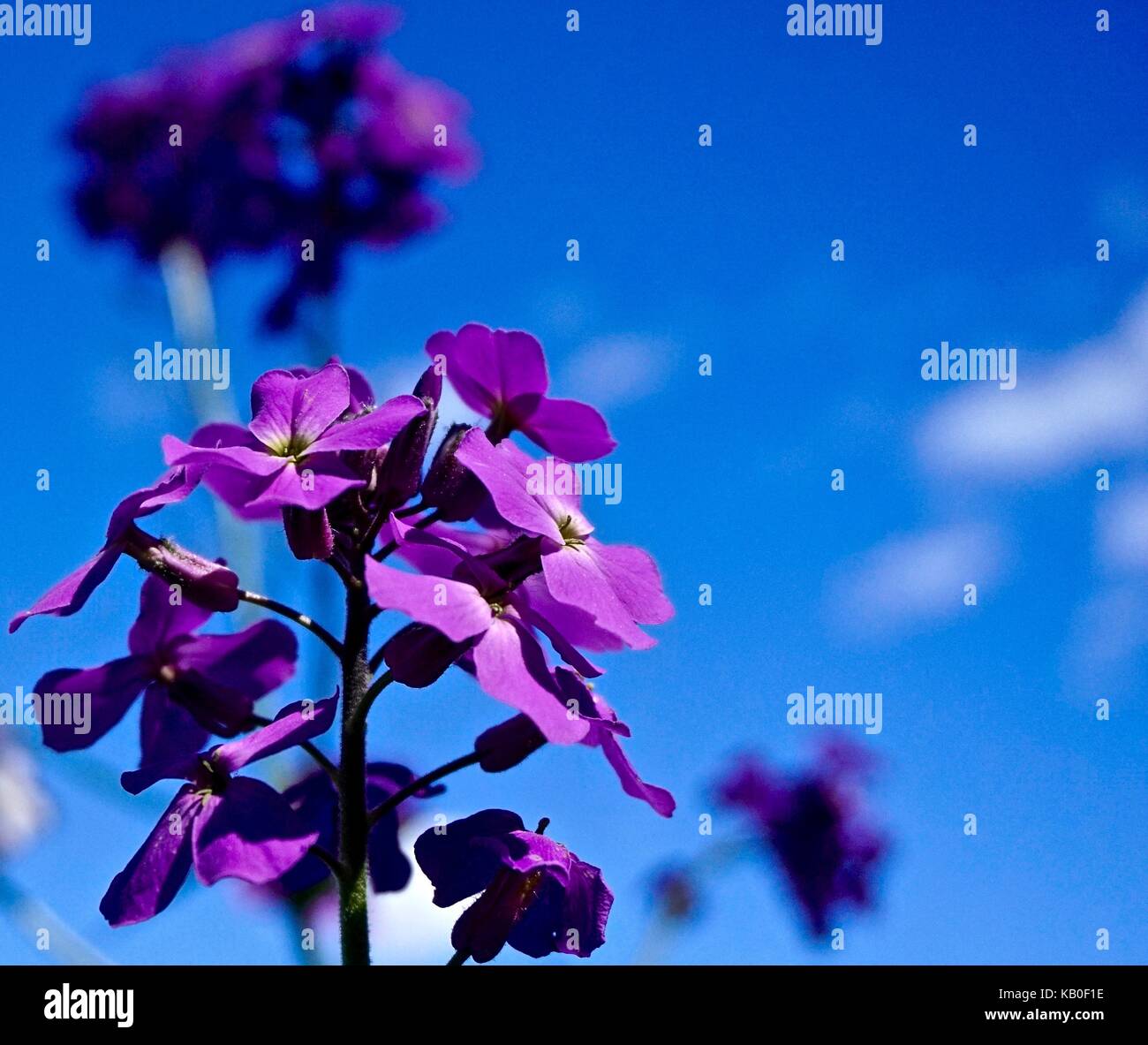 Lila phlox gegen strahlend blauen Himmel Stockfoto