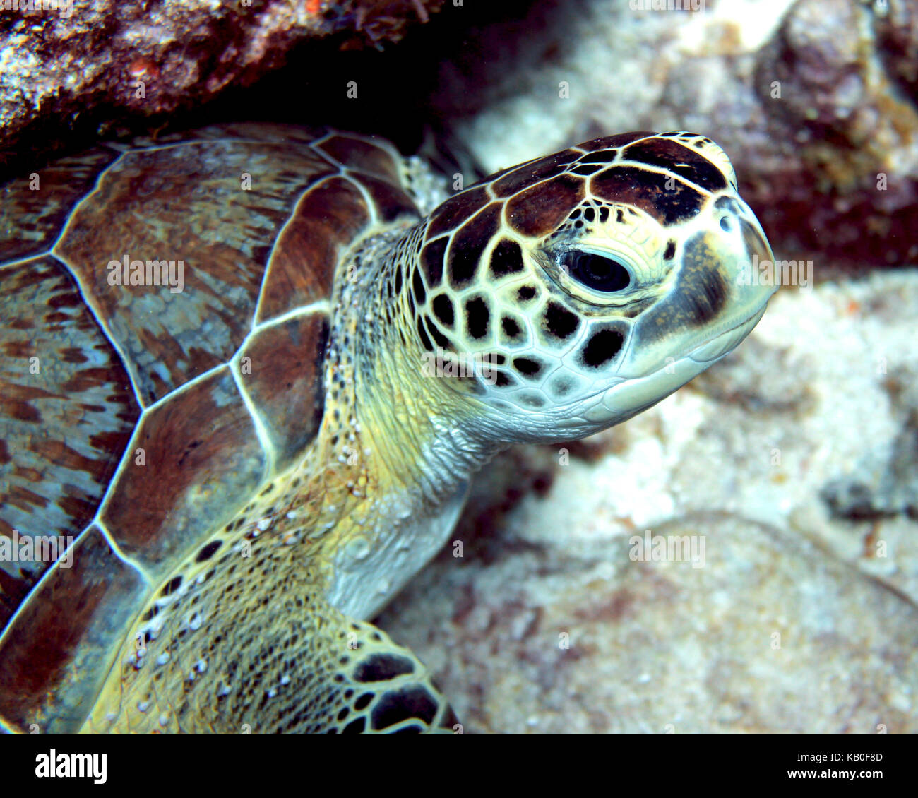 Sea Turtle Portrait Stockfoto
