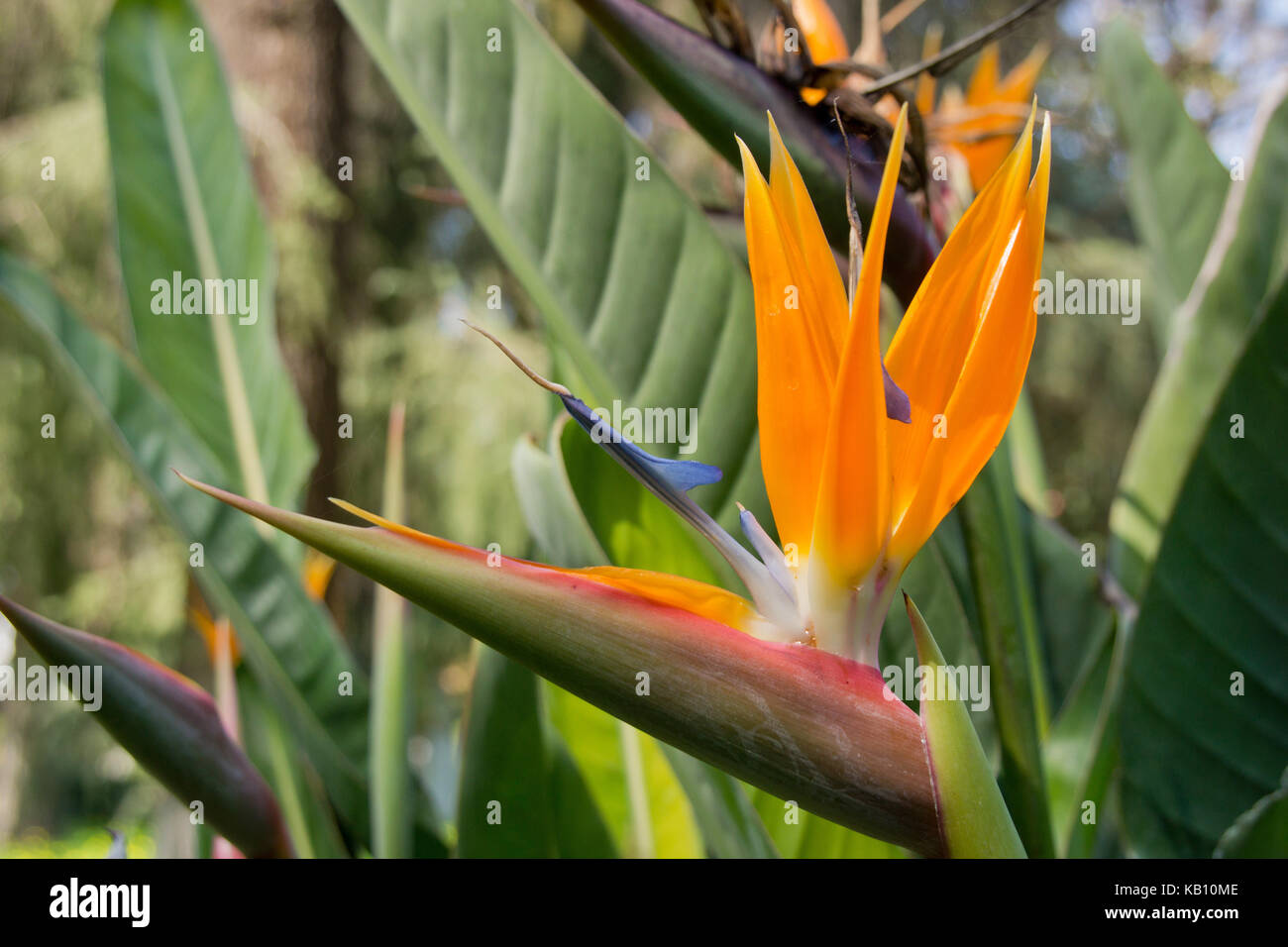 Nahaufnahme einer Bird of paradise flower Stockfoto