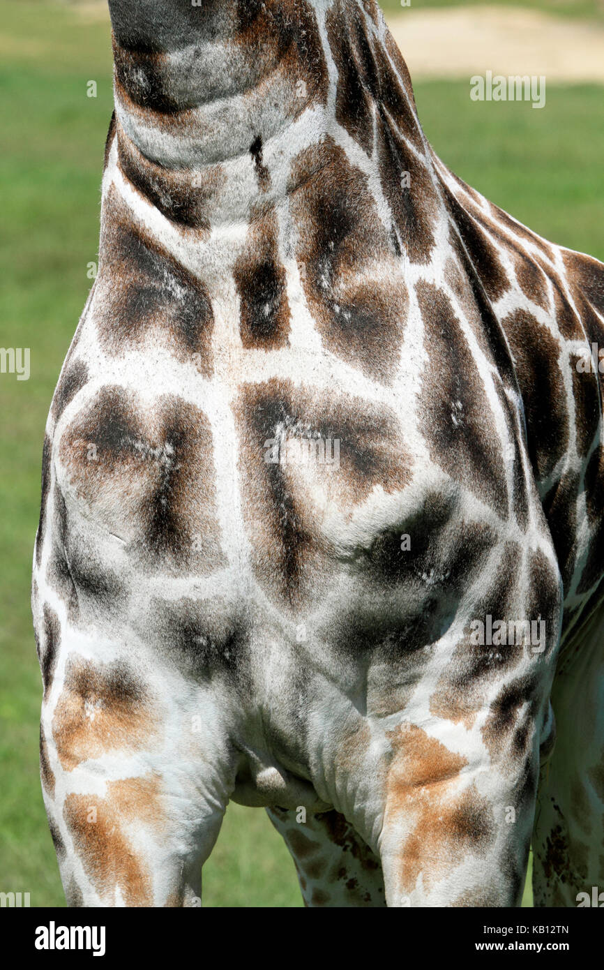 Netzgiraffe, Giraffa Camelopardalis mit Holzstrahlen netzartiges Muster bildend (reticulate), Cape May County Zoo, New Jersey, USA Stockfoto
