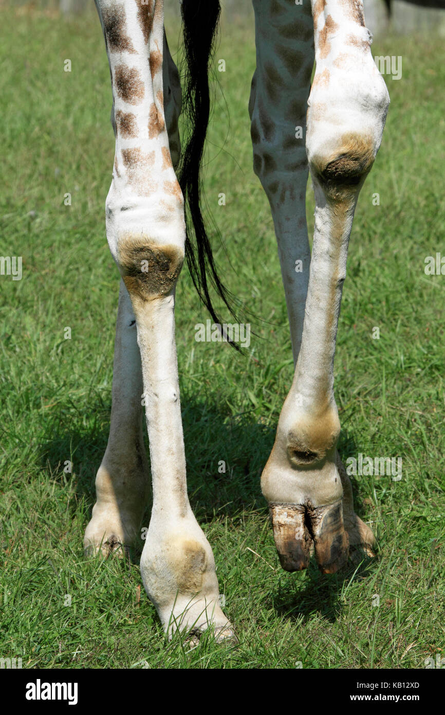 Netzgiraffe, Giraffa Camelopardalis mit Holzstrahlen netzartiges Muster bildend (reticulate), Cape May County Zoo, New Jersey, USA Stockfoto